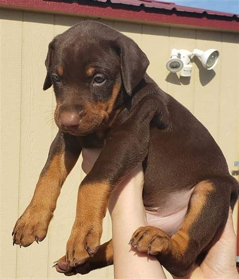 doberman pinscher for sale in oklahoma|local doberman puppies for sale.